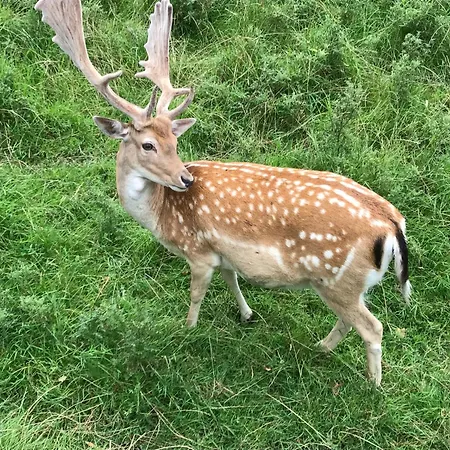 Maximus - Gartenidylle&morgensonne Auf Rügen